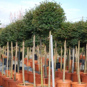 Ligustrum Jonandrum (ionandrum) – Troène Du Yunnan