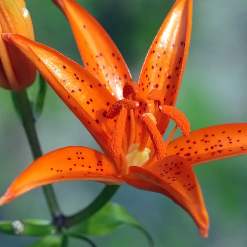 Grand lis Lilium tsingtauense aux pétales ouverts