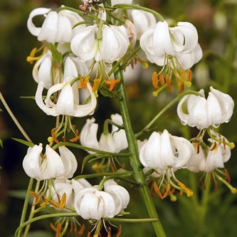 Lis Botanique blanc en gros plan