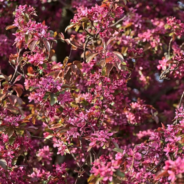 Pommier D’ornement – Malus Diable Rouge