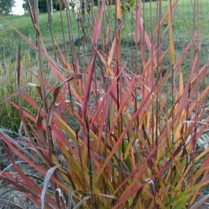 Miscanthus Sinensis Purple Fall® – Eulalie, Roseau De Chine