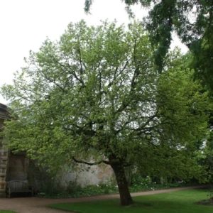 Morus Nigra – Mûrier Noir