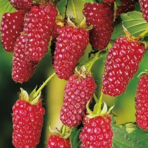 Mûre Buckingham Tayberry Bio