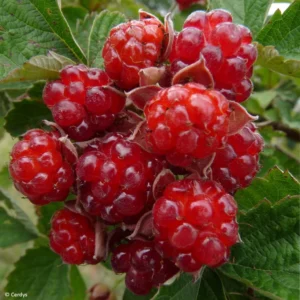 Mûre Des Jardins Dorman Red Bio