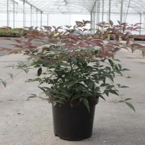 Nandina Domestica Flirt – Bambou Sacré Nain