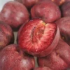 Nectarinier Sanguine D’Auvergne – Georges Delbard