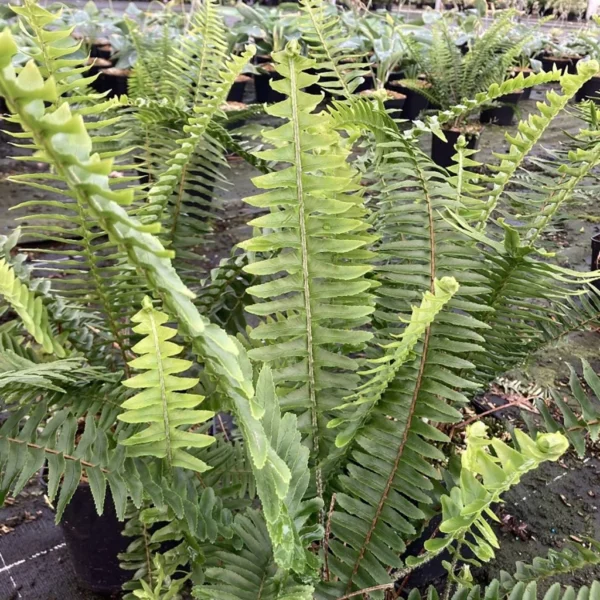 Nephrolepis Cordifolia Artic Jungle – Fougère De Boston Rustique