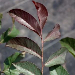 Noyer Commun Purpurea – Juglans Regia