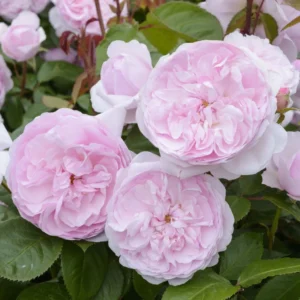 Rosier David Austin Olivia Rose Austin