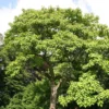 Paulownia Tomentosa – Arbre Impérial