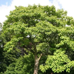 Paulownia Tomentosa – Arbre Impérial