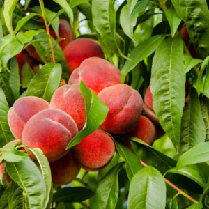 Pêcher Charles Ingouf – Prunus Persica