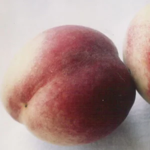 Pêcher De Vigne Blanche – Pêche De Vigne