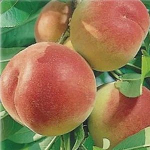 Pêcher De Vigne Jaune Bio