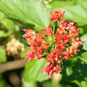 Physocarpus Opulifolius Magical Spring Sapphire – Physocarpe