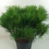 Pin Rouge Du Japon – Pinus Densiflora Alice Verkade