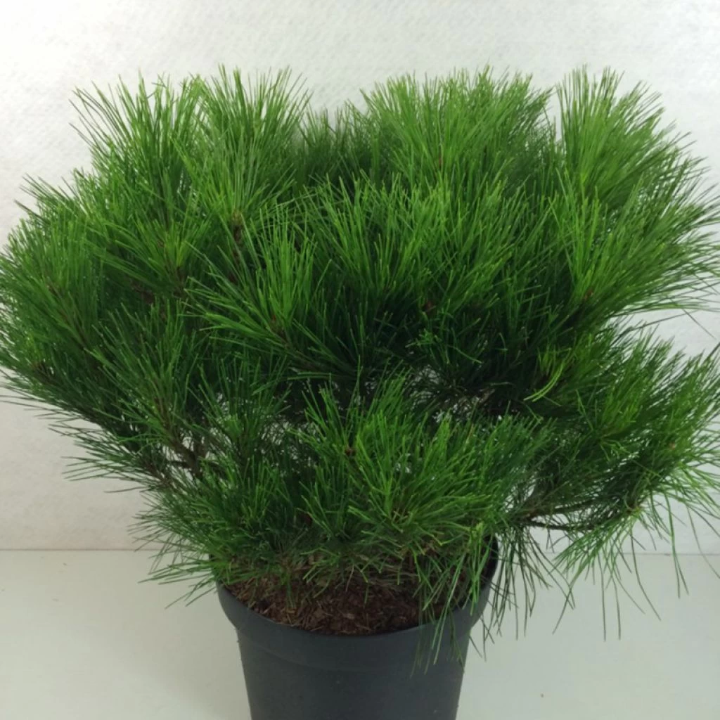 Pin Rouge Du Japon – Pinus Densiflora Alice Verkade