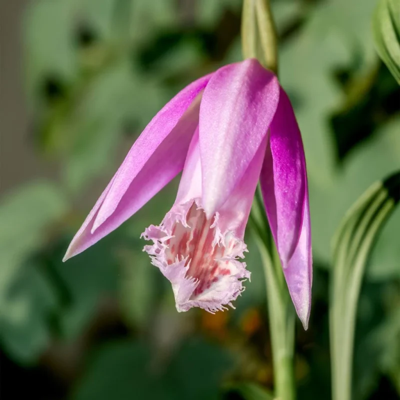 Pleione Formosana - orchidée terrestre