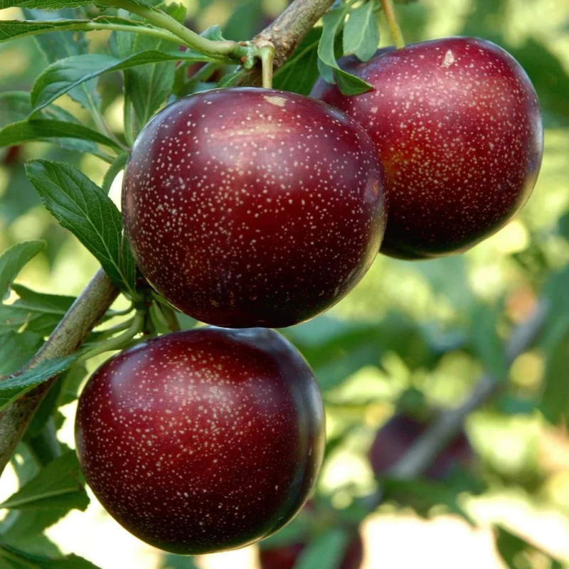 Pluot Purple Candy fruit violet et chair sucrée