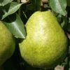 Poirier Duchesse D’Angouleme