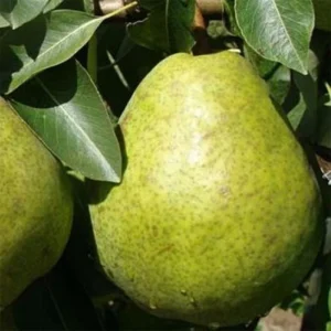 Poirier Duchesse D’Angouleme
