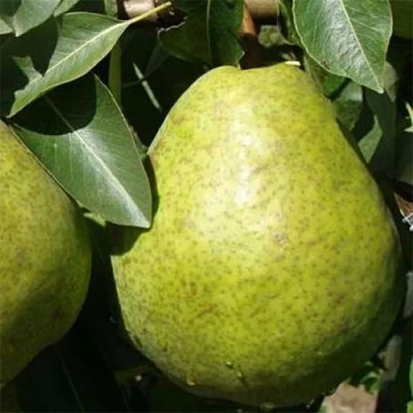 Poirier Duchesse D’Angouleme