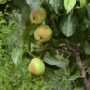 Poirier Nain Garden Pearl