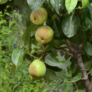 Poirier Nain Garden Pearl