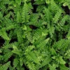 Polystichum Makinoi – Fougère Persistante