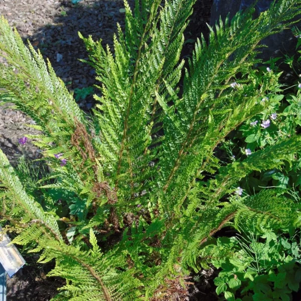 Polystichum Setiferum Plumosum Bevis – Aspidie à Cils Raides