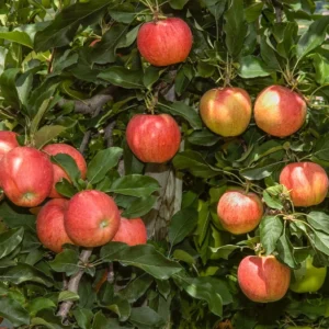 Pommier Delbard Celeste – Georges Delbard
