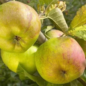 Pommier Rambour D’Hiver