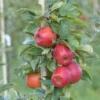 Pommier Reine Des Reinettes – Palmette Simple U
