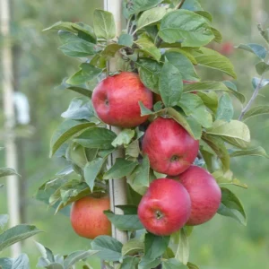 Pommier Reine Des Reinettes – Palmette Simple U