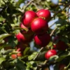 Pommier Colonnaire Red Sensation
