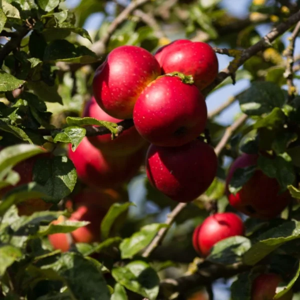 Pommier Colonnaire Red Sensation