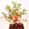 Pommier Nain Garden Sun Red