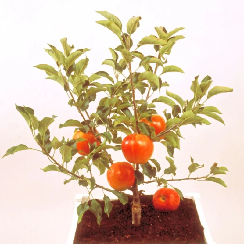 Pommier nain en pot Garden Sun Red
