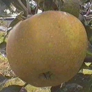 Pommier Reinette Grise Du Canada