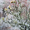 Poncirus Trifoliata Flying Dragon – Citronnier Tortueux