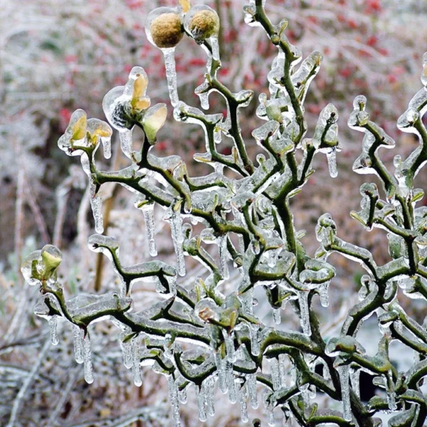 Poncirus Trifoliata Flying Dragon – Citronnier Tortueux