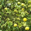 Poncirus Trifoliata – Citronnier épineux