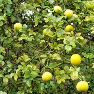 Poncirus Trifoliata – Citronnier épineux