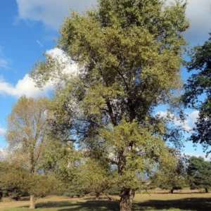 Peuplier Robusta – Populus Euramericana (canadensis)