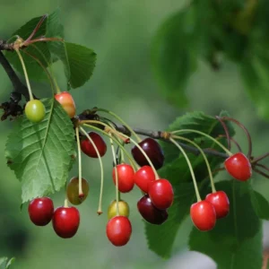 Cerisier Anglaise Hâtive Bio – Prunus Cerasus