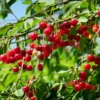 Cerisier Allegria Delbard – Prunus Cerasus