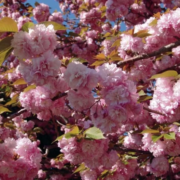 Cerisier à Fleurs Du Japon – Prunus Serrulata Kanzan