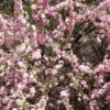 Amandier à Fleurs – Prunus Triloba