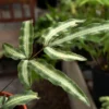 Pteris Nipponica – Fougère