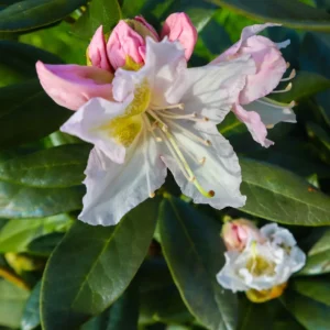 Rhododendron Cunningham’s White